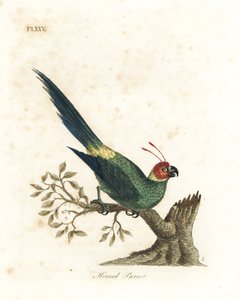 Parrocchetto cornuto, Eunymphicus cornutus. Vulnerabile (Pappagallo cornuto, Psittacus bisetis.) Incisione a mano colorata disegnata e incisa da John Latham dal suo libro A General History of Birds, Winchester da John Latham