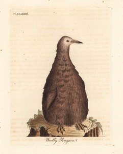 Pinguino reale, Aptenodytes patagonicus, giovane (Pinguino lanoso). Incisione a mano colorata disegnata e incisa da John Latham dal suo A General History of Birds, Winchester