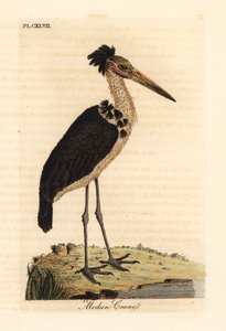Adjutant minore, Leptoptilos javanicus. Vulnerabile. (Modun skull.) Incisione colorata a mano disegnata e incisa da John Latham dal suo A General History of Birds, Winchester da John Latham