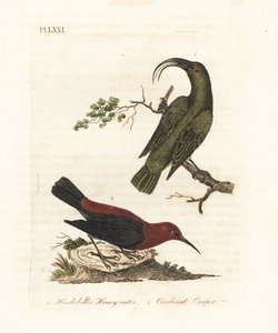 Akialoa minore, Hemignathus obscurus (estinto) e myzomela cardinale, Myzomela cardinalis. (Mangiatori di miele verdi dal becco adunco, Certhia obscura, nativi delle Hawaii, e mangiatori di miele cardinali, Certhia cardinalis, nativi di Tanna, Vanuatu.) Inc da John Latham
