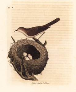 Sterpazzolina, Sylvia curruca, con nido e uova. Incisione colorata a mano disegnata e incisa da John Latham dal suo A General History of Birds, Winchester da John Latham