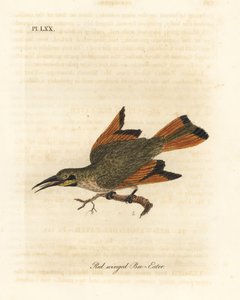 Piccolo gruccione, Merops pusillus (Gruccione dalle ali rosse, Merops erythropterus). Africa. Incisione colorata a mano disegnata e incisa da John Latham dal suo A General History of Birds, Winchester