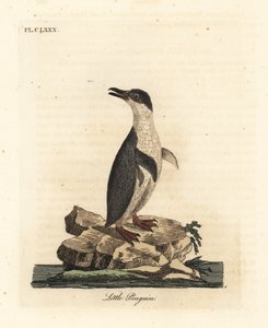 Pinguino minore, Eudyptula minor. Incisione colorata a mano disegnata e incisa da John Latham dal suo A General History of Birds, Winchester da John Latham