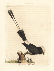 Tiranno codalunga, Colonia colonus. Incisione colorata a mano tratta da A General History of Birds di John Latham, Winchester