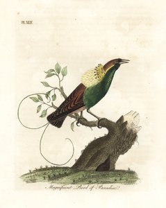 Uccello del paradiso magnifico, Diphyllodes magnificus (Paradisea magnifica). Incisione a mano colorata disegnata e incisa da John Latham dal suo A General History of Birds, Winchester da John Latham