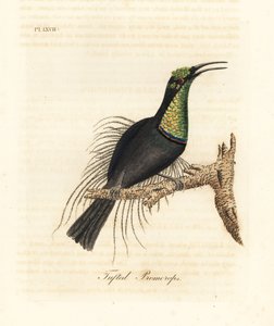 Uccello magnifico, Ptiloris magnificus (Promerops ciuffato). Disegnato da un esemplare nel Museo di Bullock. Incisione a mano colorata disegnata e incisa da John Latham dal suo A General History of Birds, Winchester da John Latham