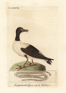 Oca gazza, Anseranas semipalmata, e dettaglio anatomico della sua trachea. (Anatra semipalmata, Anas semipalmatus.) Incisione colorata a mano disegnata e incisa da John Latham dal suo A General History of Birds, Winchester