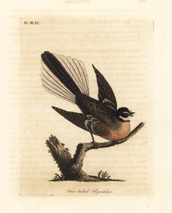 Coda a ventaglio della Nuova Zelanda, Rhipidura fuliginosa (Cacciatore di mosche dalla coda a ventaglio). Incisione a mano colorata disegnata e incisa da John Latham dal suo A General History of Birds, Winchester