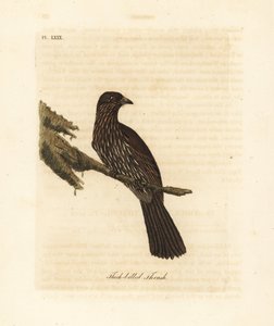 Piopio dell