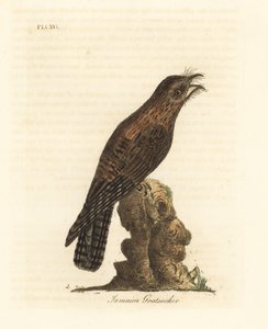 Potoo settentrionale, Nyctibius jamaicensis. Incisione colorata a mano disegnata e incisa da John Latham dal suo A General History of Birds, Winchester