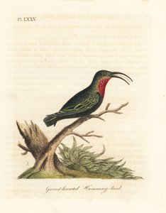 Carib dal collo viola, Eulampis jugularis (Colibrì dalla gola granata, Trochilus granatinus). Incisione a mano colorata disegnata e incisa da John Latham dal suo A General History of Birds, Winchester da John Latham