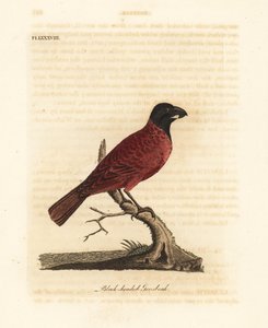 Grosbeak rosso e nero, Periporphyrus erythromelas. Quasi minacciato. (Grosbeak dalla testa nera, Loxia erythromelas.) Incisione a mano colorata disegnata e incisa da John Latham dal suo libro A General History of Birds, Winchester da John Latham