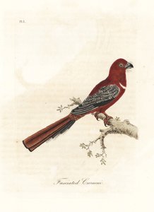 Trogone dalla testa rossa, Harpactes erythrocephalus. Incisione colorata a mano disegnata e incisa da John Latham dal suo A General History of Birds, Winchester da John Latham