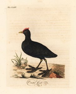 Folaga crestata, Fulica cristata da John Latham