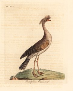 Seriema dalle zampe rosse, Cariama cristata. Incisione colorata a mano disegnata e incisa da John Latham dal suo A General History of Birds, Winchester da John Latham