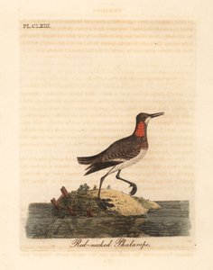 Falaropo beccorosso, Phalaropus lobatus. Incisione colorata a mano disegnata e incisa da John Latham dal suo A General History of Birds, Winchester da John Latham