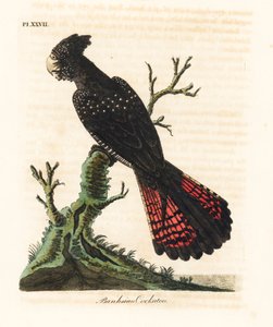 Cacatua nero dalla coda rossa, Calyptorhynchus banksii. Incisione colorata a mano disegnata e incisa da John Latham dal suo A General History of Birds, Winchester da John Latham