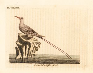 Sula codarossa, Phaethon rubricauda. Incisione colorata a mano tratta da A General History of Birds di John Latham, Winchester
