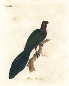 Pappagallo rosso brillante, Pyrrhulopsis tabuensis. Incisione colorata a mano disegnata e incisa da John Latham dal suo A General History of Birds, Winchester da John Latham