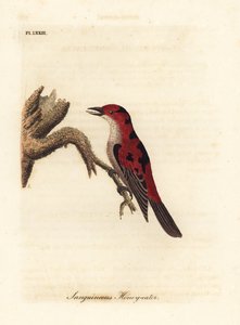 Myzomela scarlatta, Myzomela sanguinolenta (Mangiatori di miele sanguigno, Certhia sanguinolenta). Australia. Incisione a mano colorata disegnata e incisa da John Latham dal suo A General History of Birds, Winchester da John Latham
