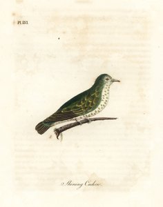 Cuculo bronzeo lucente, Chrysococcyx lucidus. Incisione colorata a mano disegnata e incisa da John Latham dal suo A General History of Birds, Winchester da John Latham