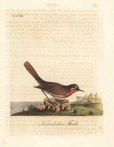 Usignolo siberiano, Luscinia calliope (Tordo della Kamchatka, Turdus calliope). Incisione a mano colorata disegnata e incisa da John Latham dal suo A General History of Birds, Winchester da John Latham