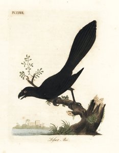 Ani dal becco liscio o ani minore, Crotophaga ani. Incisione colorata a mano disegnata e incisa da John Latham dal suo A General History of Birds, Winchester da John Latham
