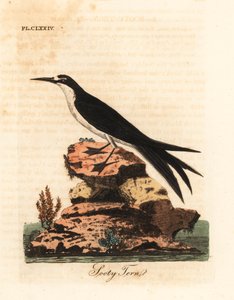 Sterna fuligginosa, Onychoprion fuscatus (Sterna fuliginosa). Rame inciso e colorato a mano disegnato e inciso da John Latham dal suo A General History of Birds, Winchester da John Latham