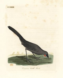 Kokako dell