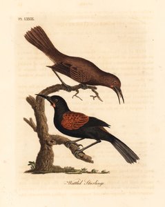 Philesturnus carunculatus, maschio e femmina. Incisione colorata a mano disegnata e incisa da John Latham dal suo A General History of Birds, Winchester da John Latham