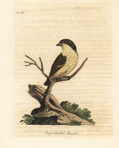 Pardalote striato, Pardalotus striatus. Incisione colorata a mano tratta da A General History of Birds di John Latham, Winchester