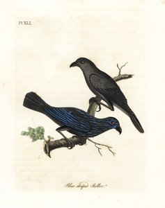 Storno striato, Aplonis striata. Incisione colorata a mano disegnata e incisa da John Latham dal suo A General History of Birds, Winchester da John Latham