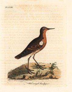 Piro-piro tahitiano, Prosobonia leucoptera. Estinto. (Piro-piro dalle ali bianche, Tringa leucoptera.) Incisione colorata a mano disegnata e incisa da John Latham dal suo A General History of Birds, Winchester da John Latham