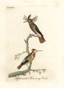 Galletti ciuffati, Lophornis ornatus (Colibrì dal collo ciuffato, Trochilus ornatus). Maschio e femmina. Incisione a mano colorata disegnata e incisa da John Latham dal suo A General History of Birds, Winchester da John Latham