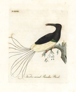 Uccello del paradiso a dodici fili, Seleucidis melanoleucus (Paradisea nigricans). Incisione colorata a mano disegnata e incisa da John Latham dal suo A General History of Birds, Winchester da John Latham