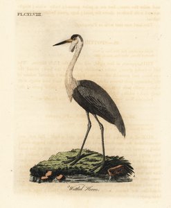 Gru caruncolata, Bugeranus carunculatus. Vulnerabile. (Airone caruncolato, Ardea carunculata.) Incisione colorata a mano disegnata e incisa da John Latham dal suo A General History of Birds, Winchester da John Latham