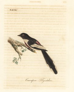 Minivet dal ventre bianco, Pericrocotus erythropygius (Cawnpore flycatcher). India. Incisione a mano colorata disegnata e incisa da John Latham dal suo libro A General History of Birds, Winchester da John Latham