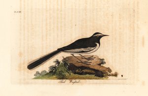 Ballerina sopracciglio bianco, Motacilla maderaspatensis. Incisione colorata a mano tratta da A General History of Birds di John Latham, Winchester da John Latham