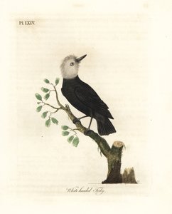 Tiranno delle paludi dalla testa bianca, Arundinicola leucocephala (Todirostrum dalla testa bianca, Todus leucocephalus). Rame inciso e colorato a mano disegnato e inciso da John Latham dal suo A General History of Birds, Winchester