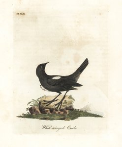Tanager dalle spalle bianche, Tachyphonus luctuosus (Oriolo dalle ali bianche, Oriolus leucopterus). Incisione colorata a mano disegnata e incisa da John Latham dal suo A General History of Birds, Winchester