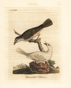 Campanaro bianco, Procnias albus, maschio e femmina (Carunculated chatterer, Ampelis carunculata). Incisione a mano colorata disegnata e incisa da John Latham dal suo libro A General History of Birds, Winchester