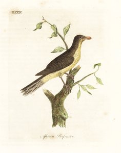 Bufago beccogiallo, Buphagus africanus. Incisione colorata a mano disegnata e incisa da John Latham dal suo A General History of Birds, Winchester da John Latham