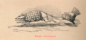Attaccamento reciproco da John Leech