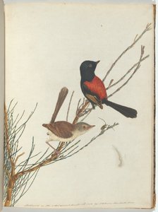 Warbler scarlatto e nero. Lewin, John. Uccelli del Nuovo Galles del Sud con la loro storia naturale. Sydney- G