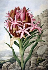 Giglio della Lancia (Doryanthes excelsa)