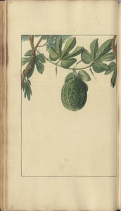 Una pagina da 