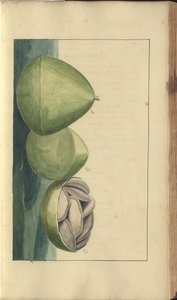 Una pagina da 
