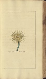 Una pagina da 