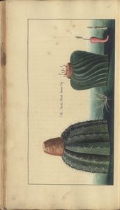Una pagina da 