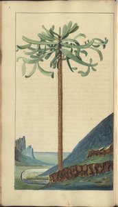 Una pagina da 
